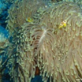Amphiprion bicinctus (Rotmeeranemonenfisch) in Heteractis magnifica (Prachtanemone)